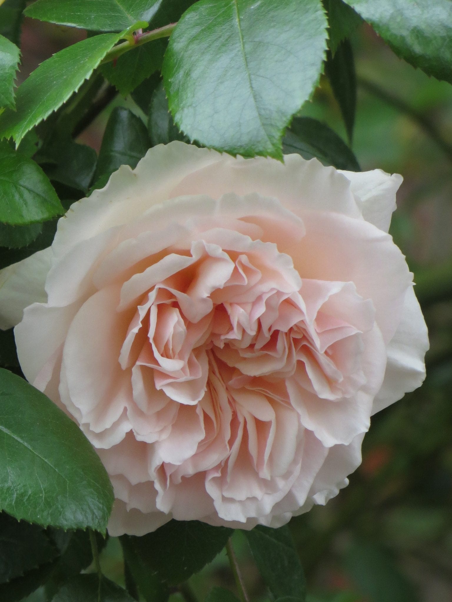 Penny Lane Melvilles Roses