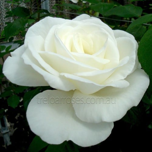 Sugar Moon Melvilles Roses