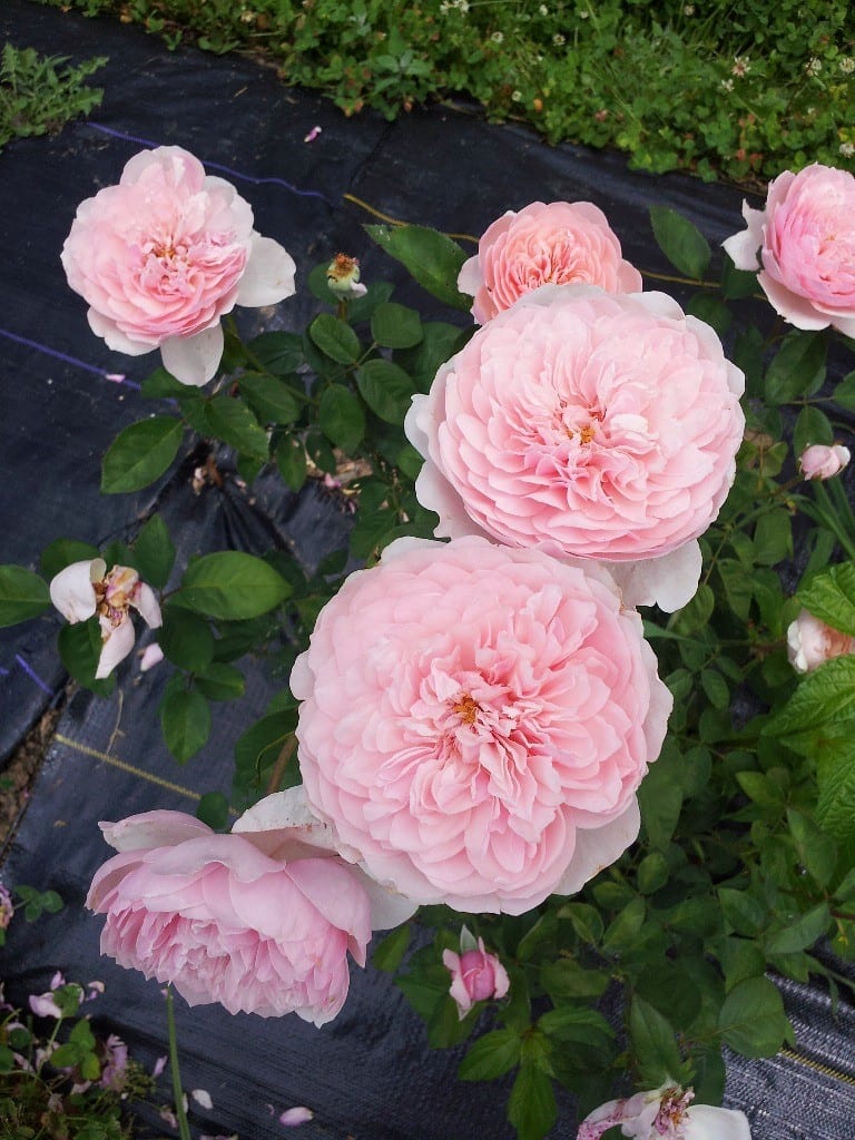 The Alnwick Rose Melvilles Roses