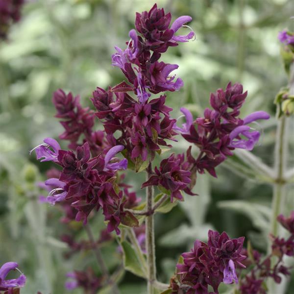Salvia Lancelot Melvilles Roses