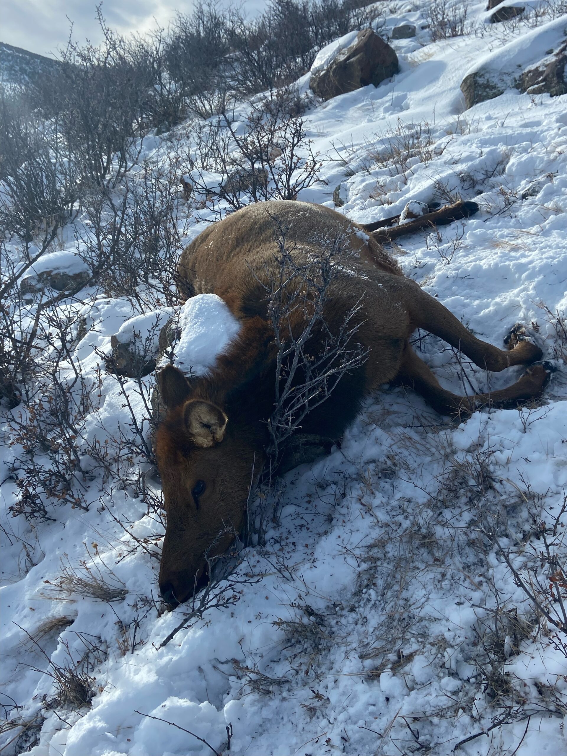 Hunts/Prices RGADVENTURES