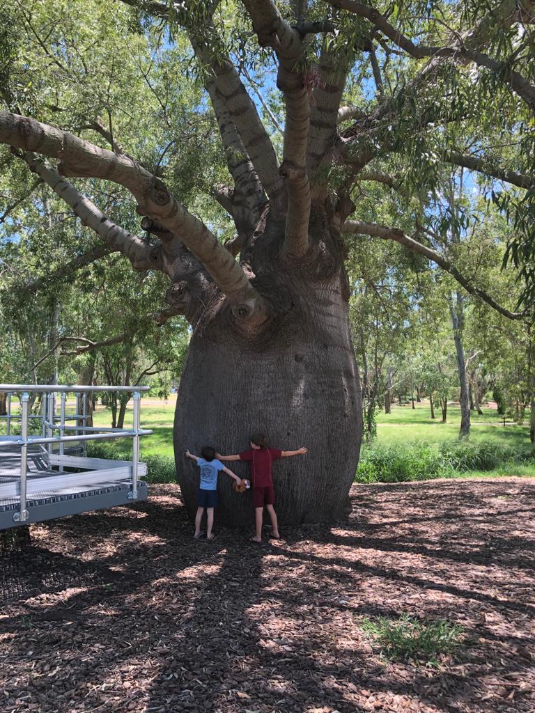 Bottle Trees Queensland Stories
