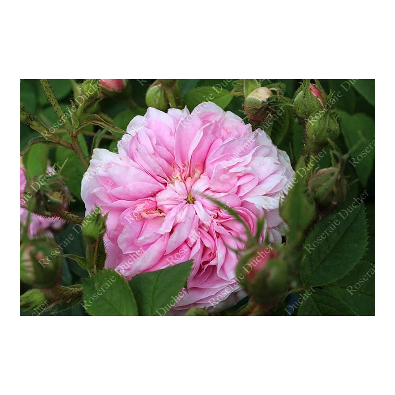 Roseraie DUCHER Rosier buisson Ispahan