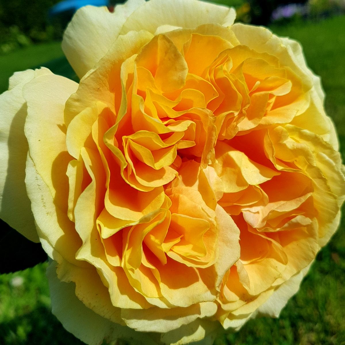 Candlelight® Roses' Name