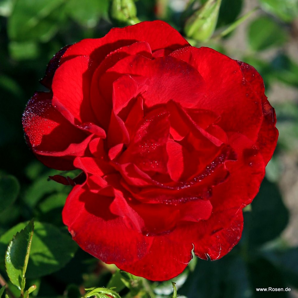 Cayenne® Roses' Name