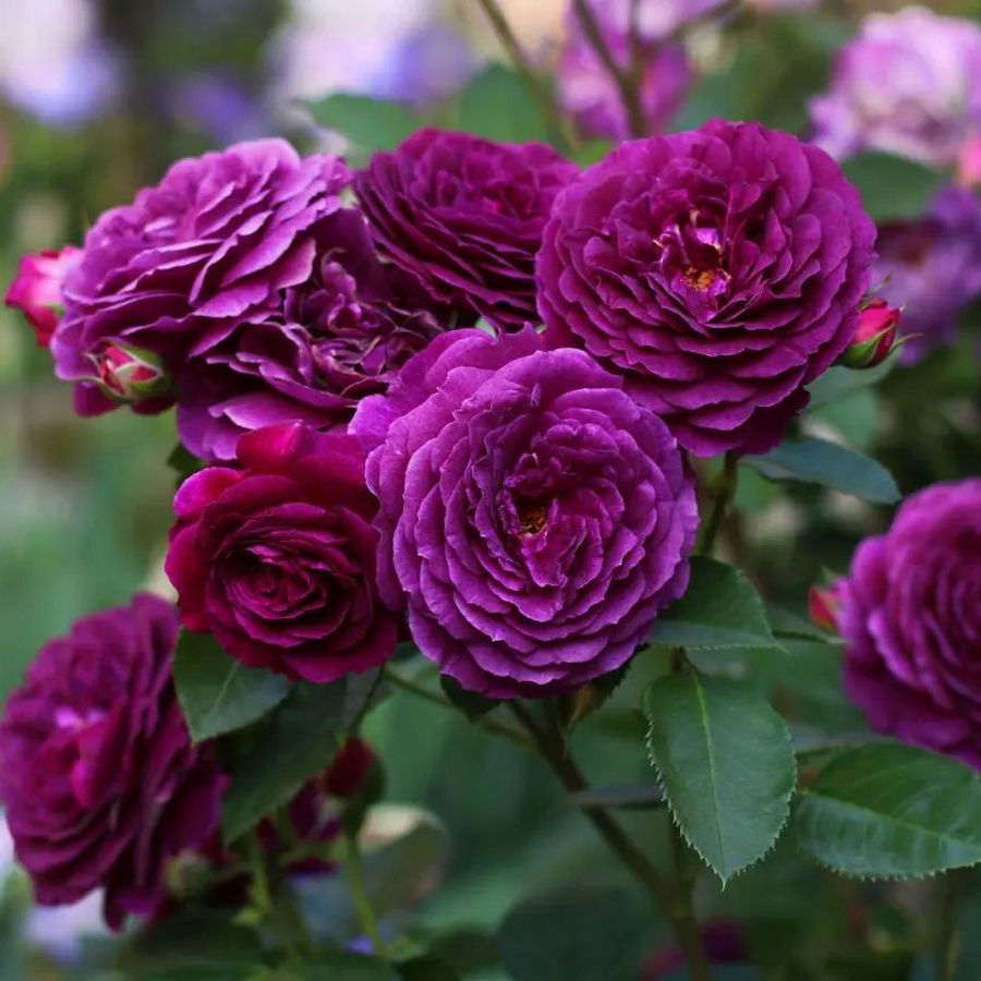 Ebb Tide ™ Roses' Name