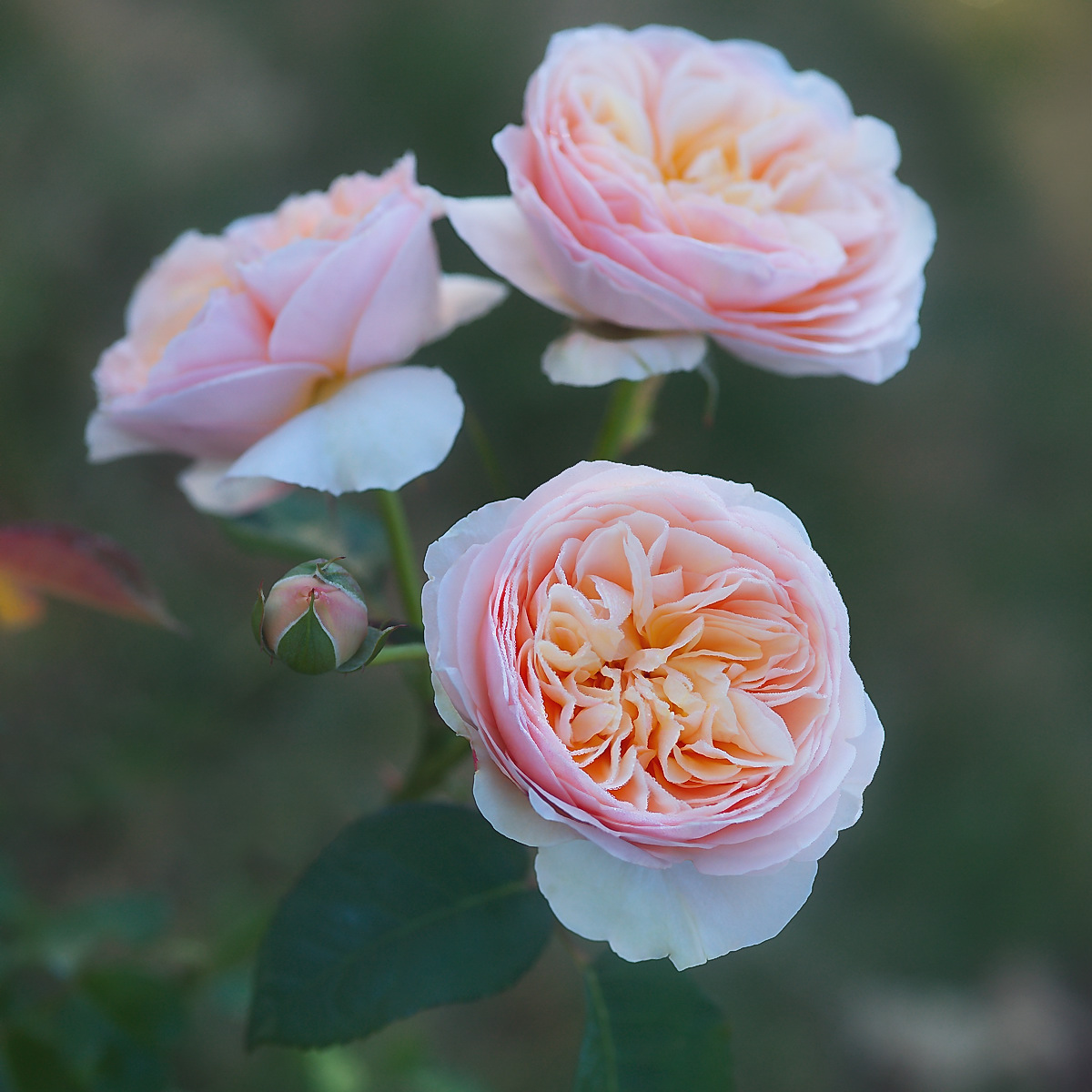 Juliet™ Roses' Name