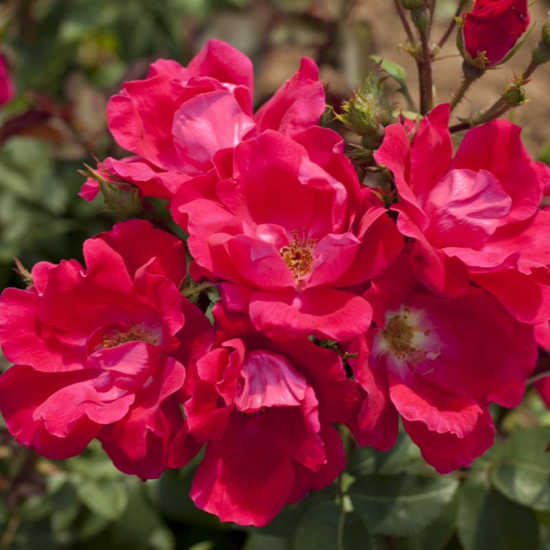 Knock Out ® Roses' Name