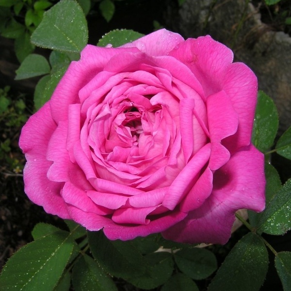 La Reine Roses' Name