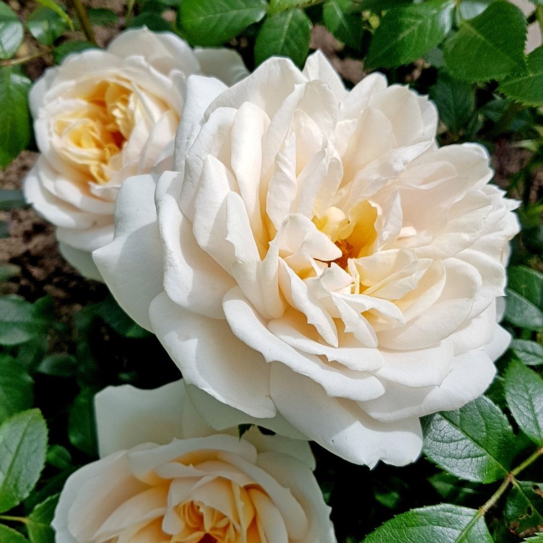 LionsRose ® Roses' Name