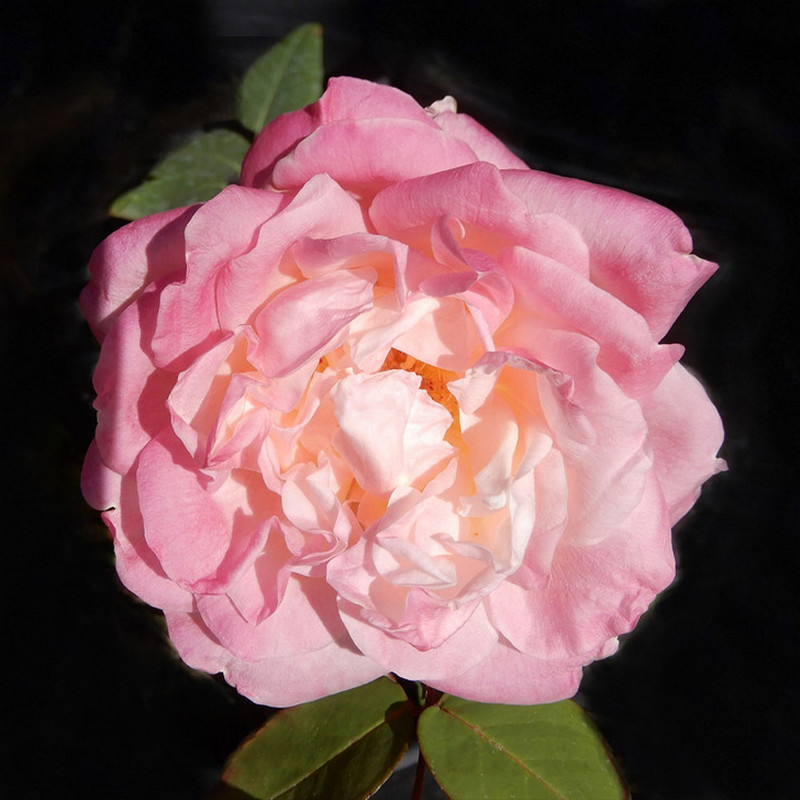 Marie van Houtte Roses' Name