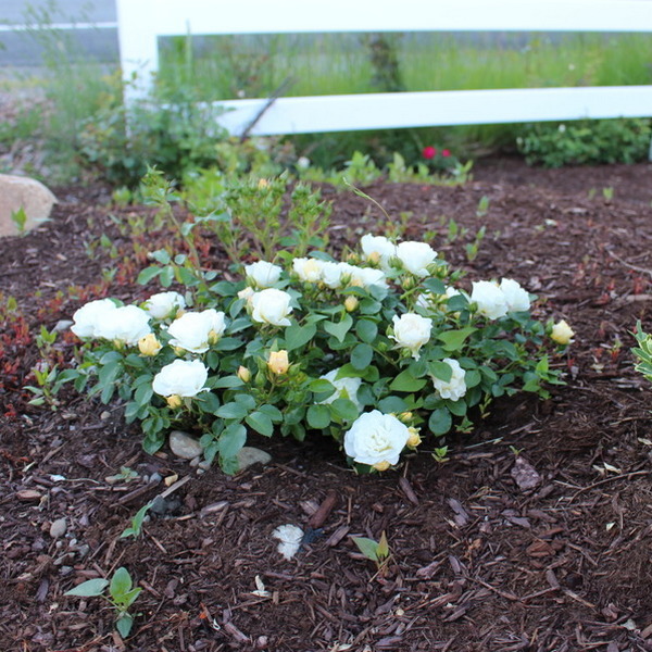 Popcorn Drift ® Roses' Name