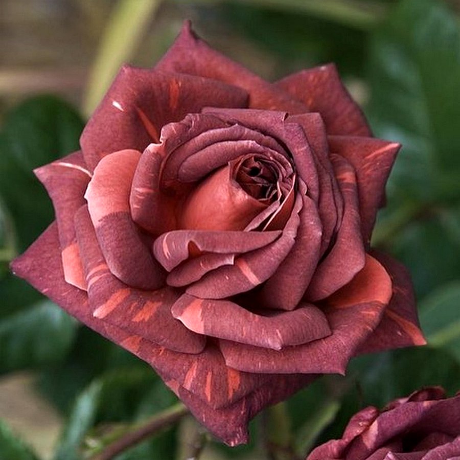 Striped Jocelyn Roses' Name