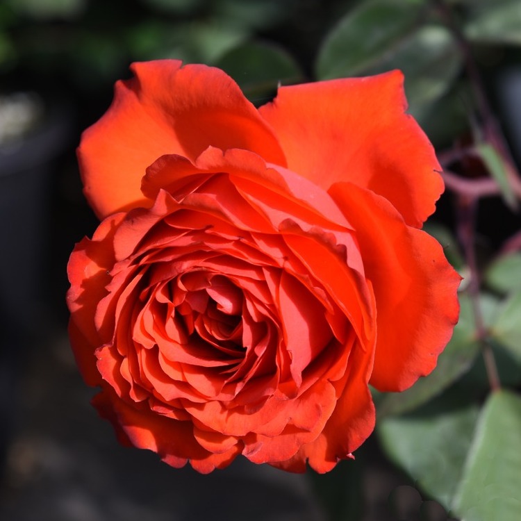 True Passion Roses' Name