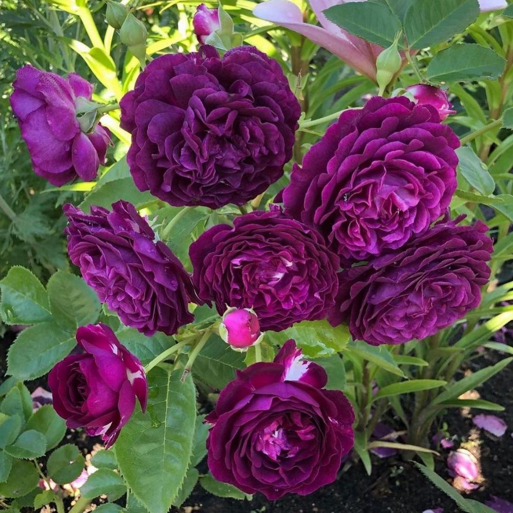 Twilight Zone Roses' Name