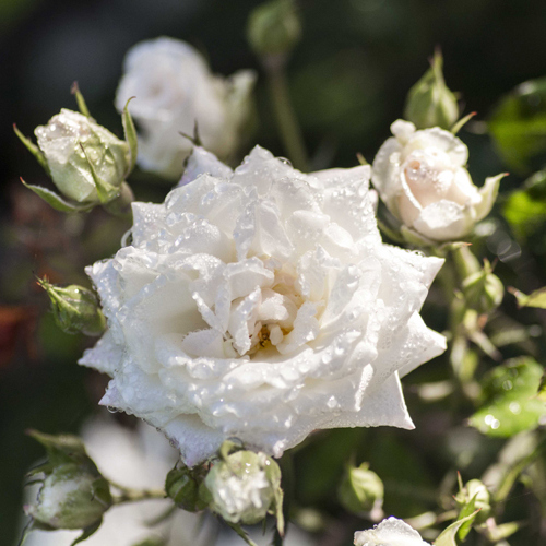 White Drift® Roses' Name