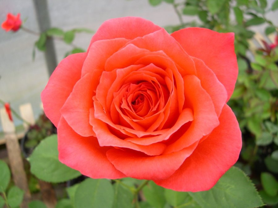 Hybrid Teas / Grandifloras Roses Unlimited