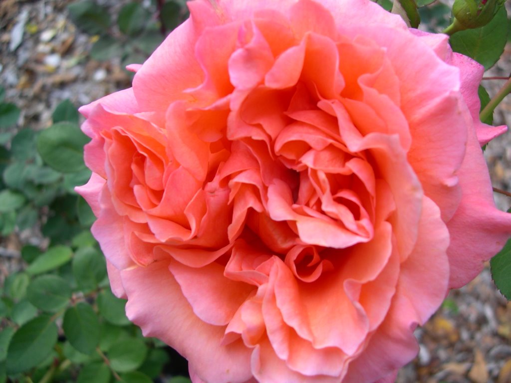 Hybrid Teas / Grandifloras Roses Unlimited