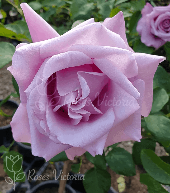 Blue Moon 2ft (60cm) Patio/Standard Rose Roses Victoria