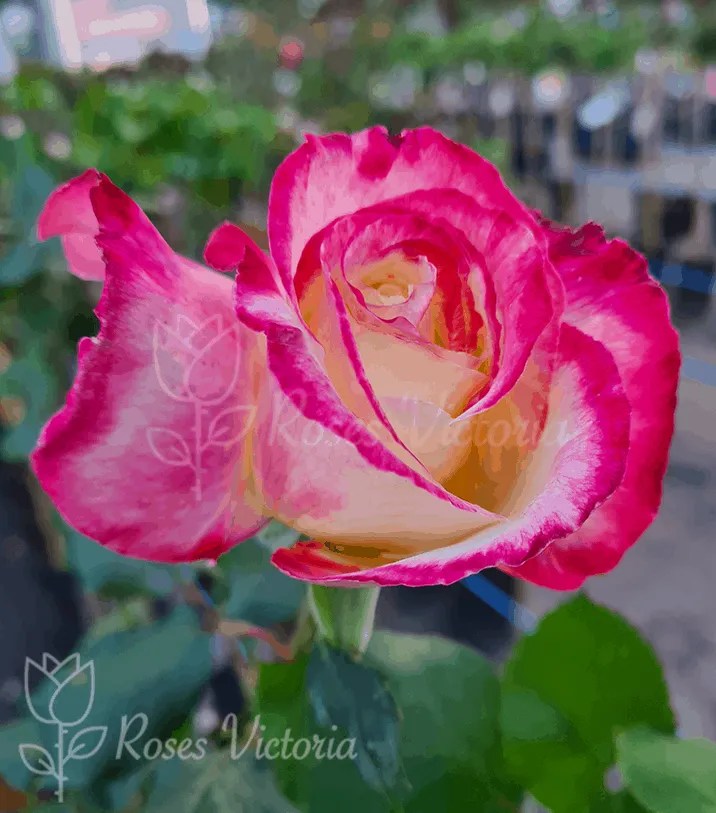 Double Delight 2ft (60cm) Patio/Standard Rose Roses Victoria