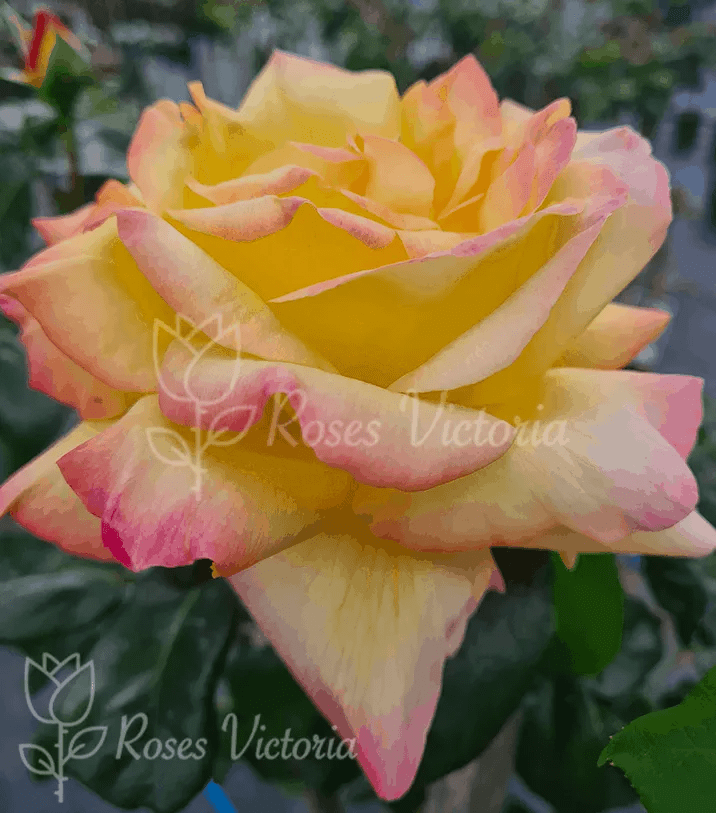 Peace 4ft (120cm) Standard Rose Roses Victoria