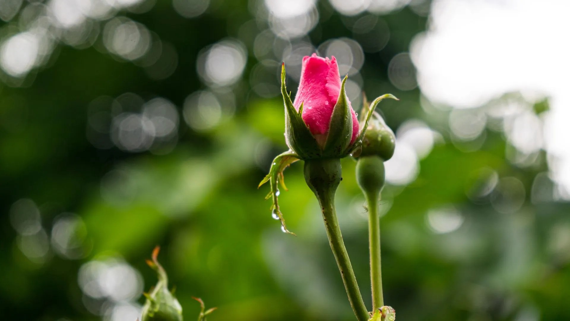 Bare Rooted Roses Expert Tips for Successful Planting