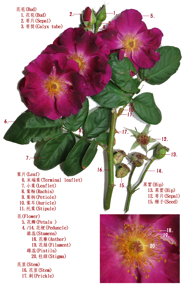 What is Rose? 認識玫瑰