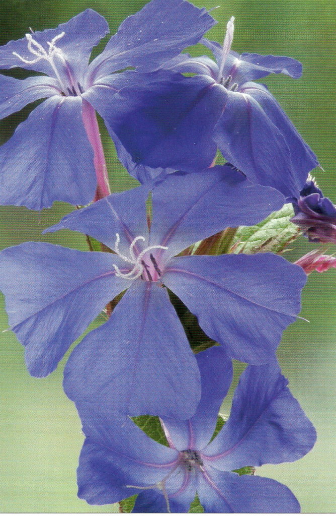 Cerato Rose Todd Law of Attraction. Bach Flower Remedies