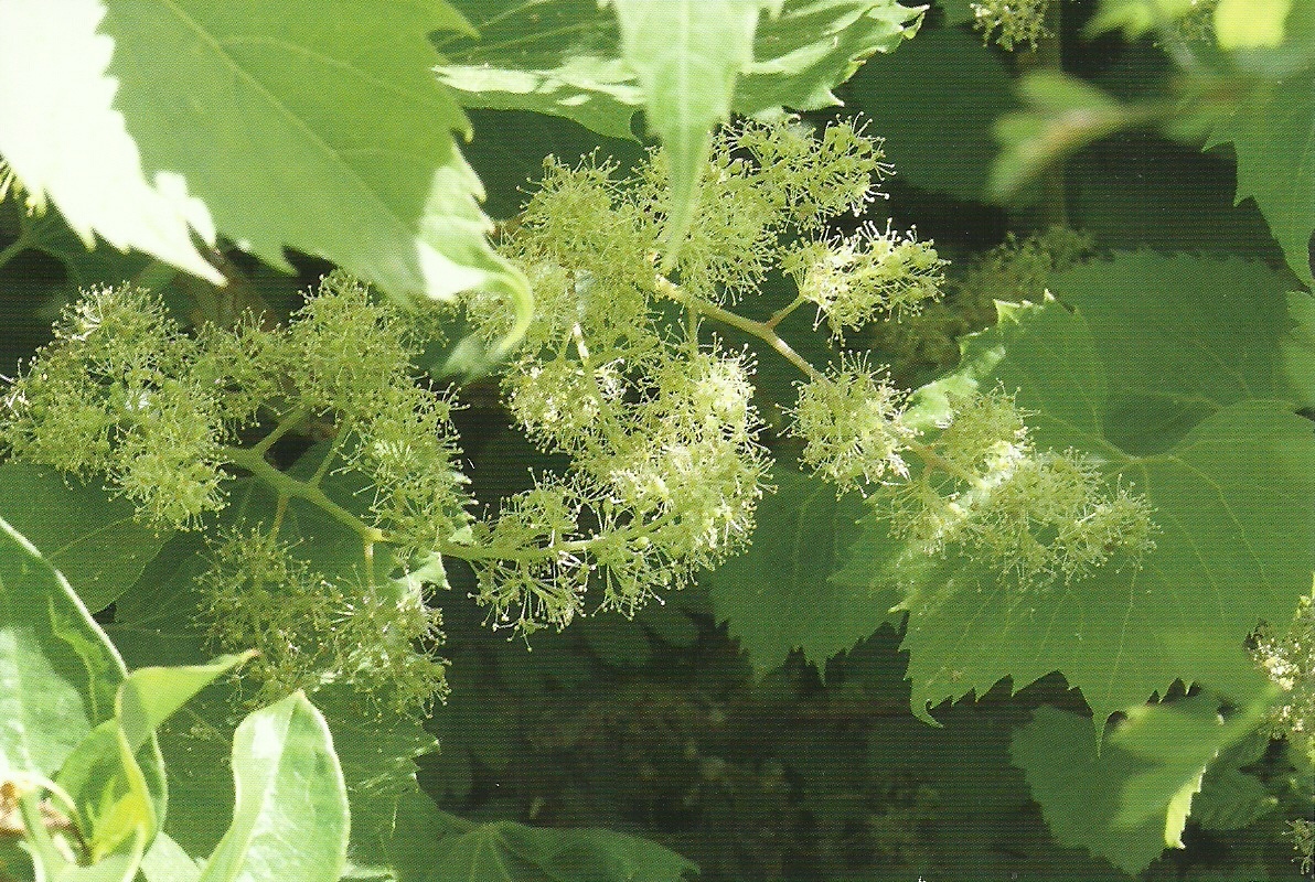 Vine Rose Todd Law of Attraction Bach Flower Remedies