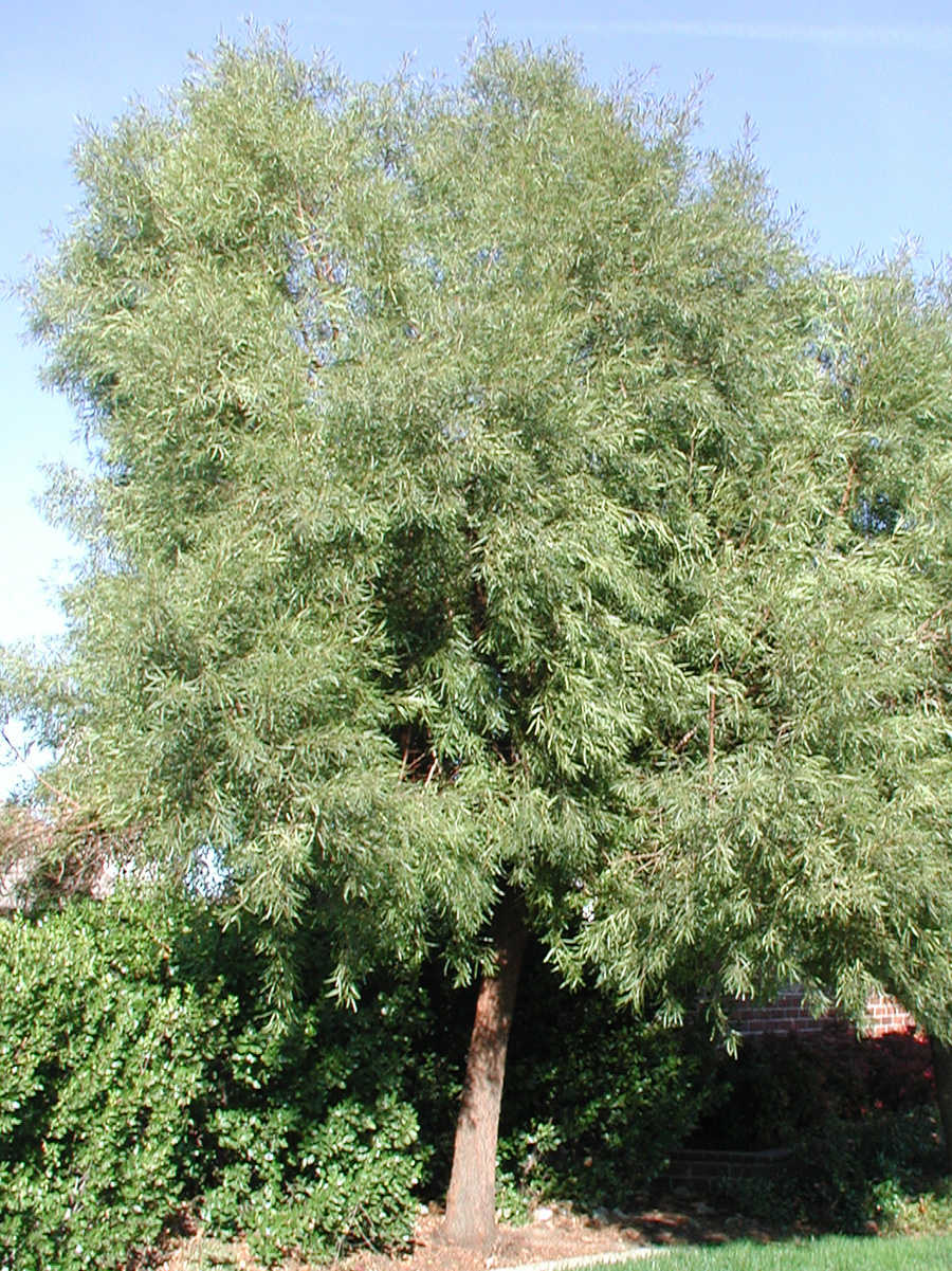 Tree African Sumac RUFF