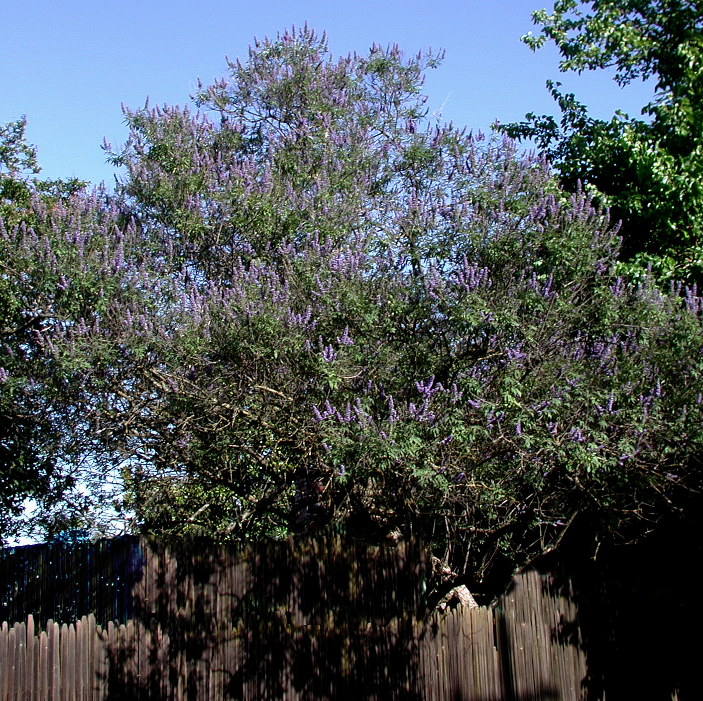 Tree Chaste RUFF