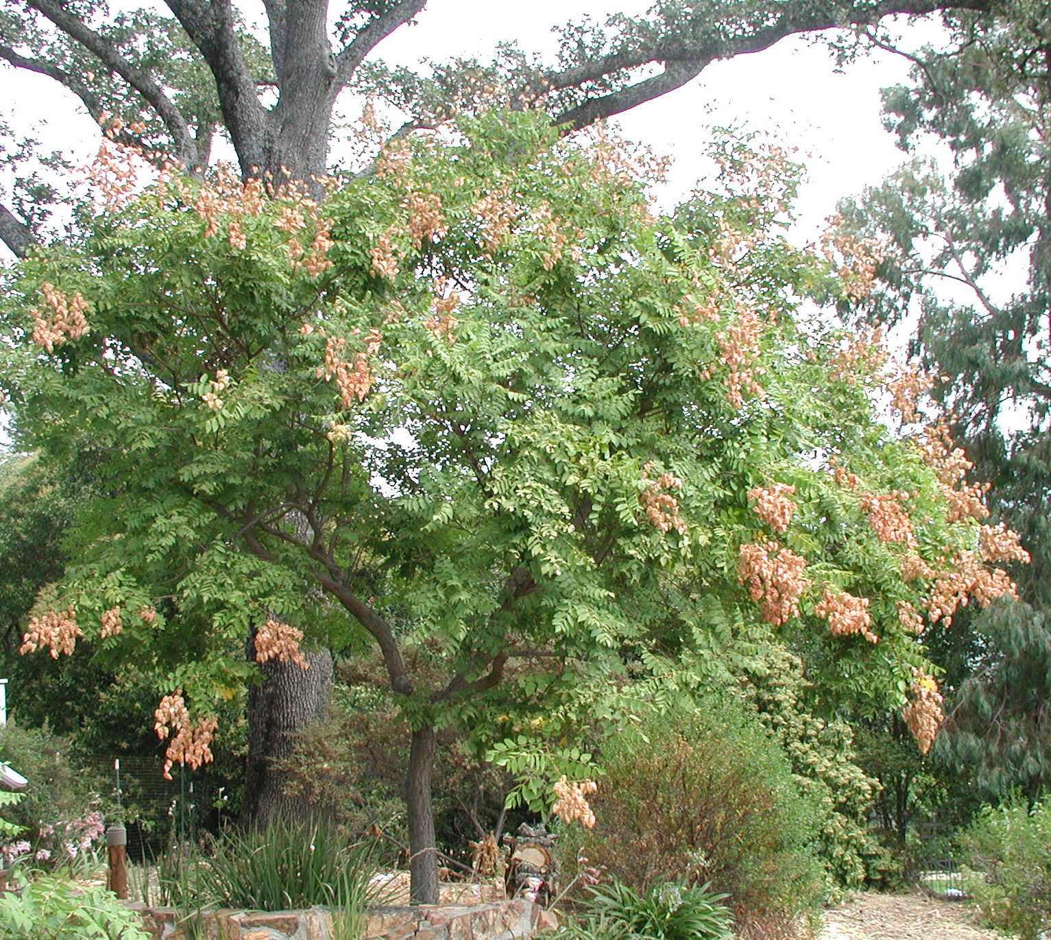 Tree Golden Rain RUFF