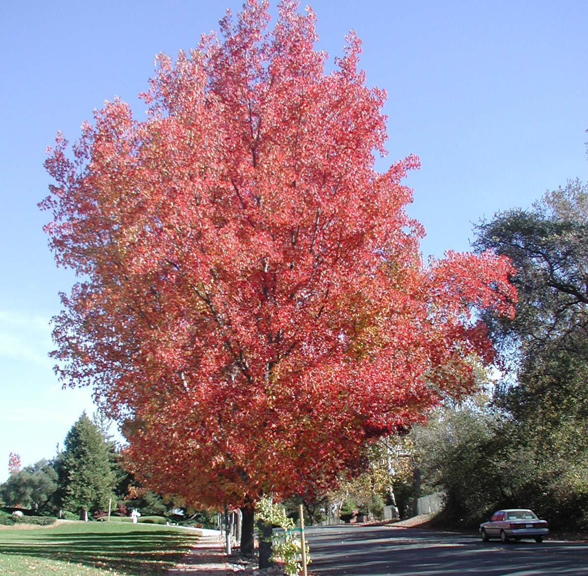 Tree Red Maple RUFF
