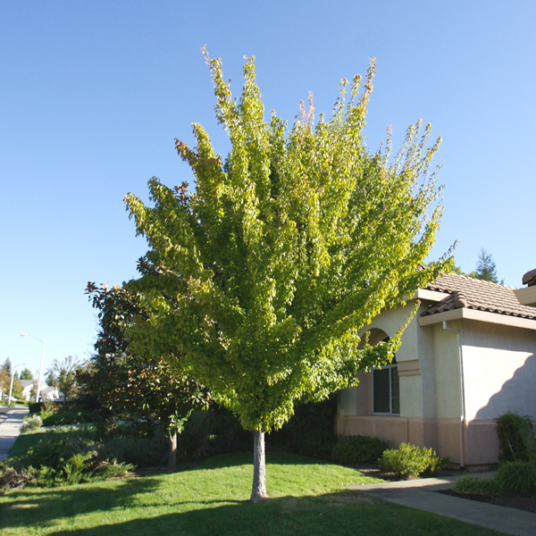 Tree Trident Maple RUFF