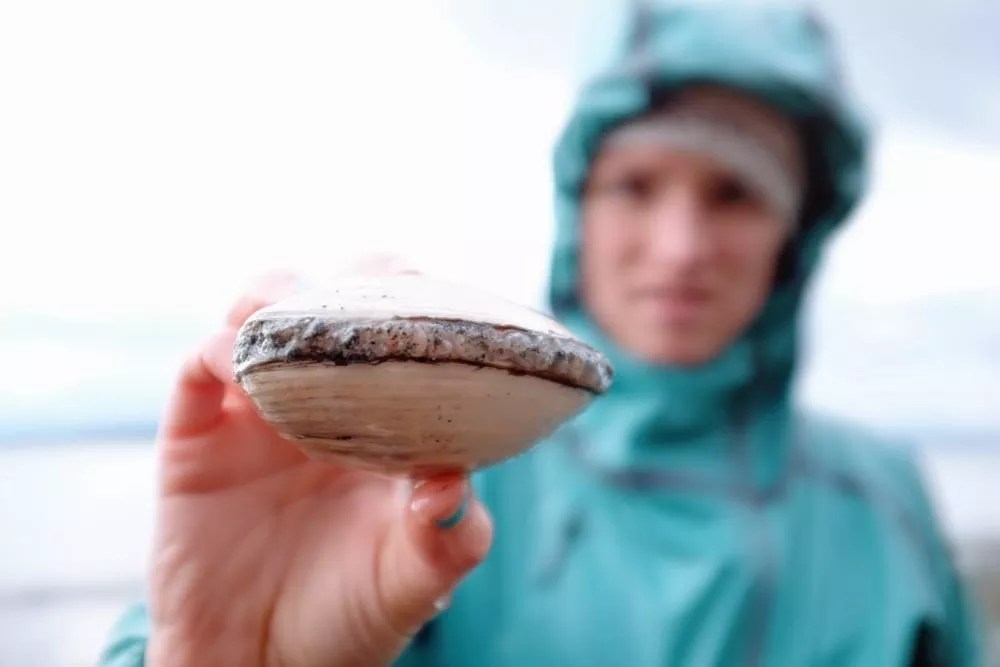 Clam dissection A first step into dissection and anatomy for young