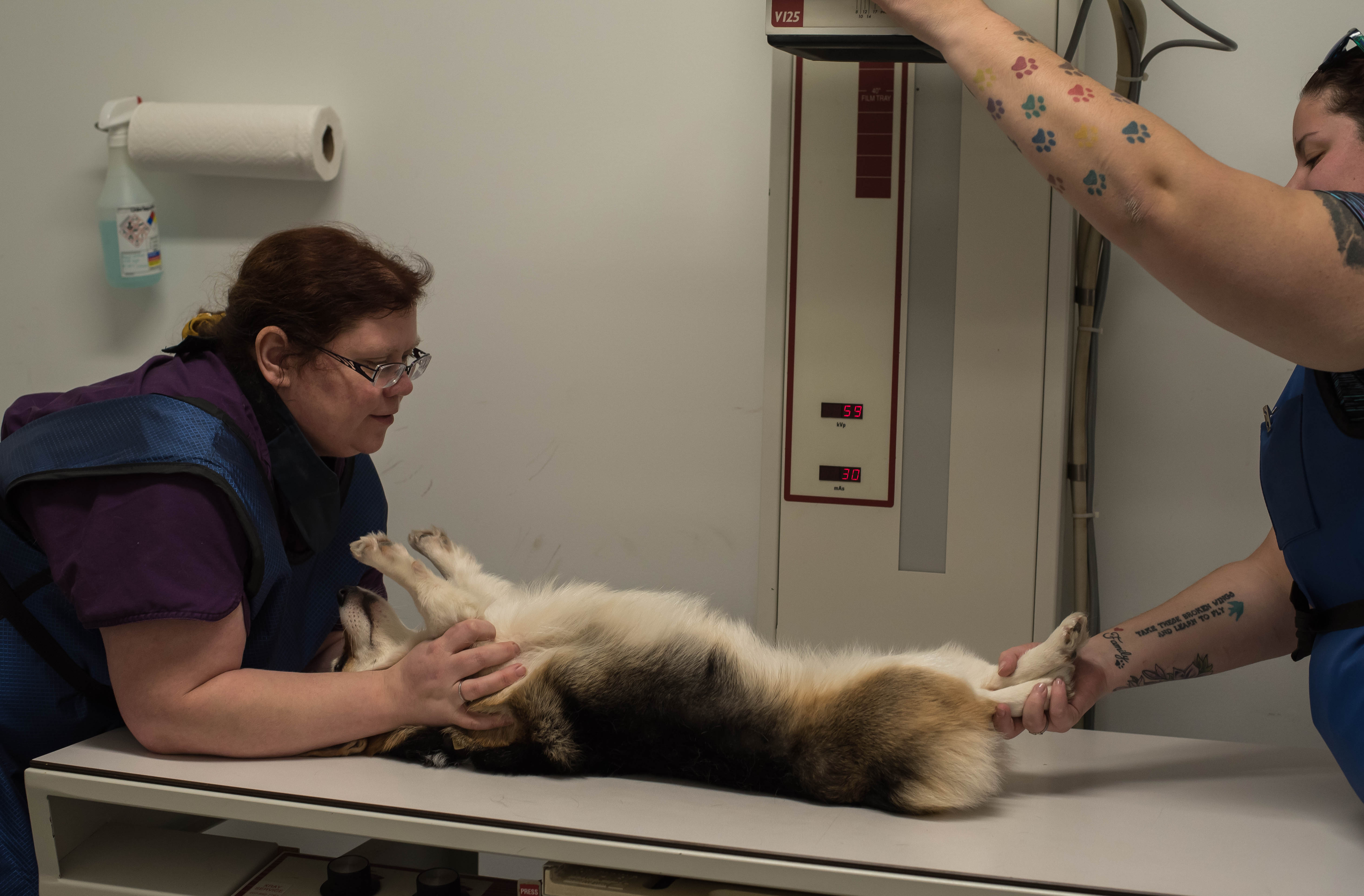 Services Ross Corner Animal Wellness Center