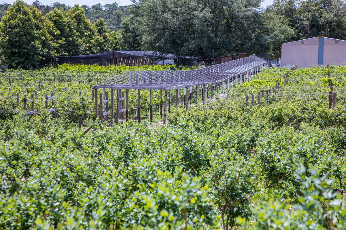 Central Florida Farms Ross Creative Works