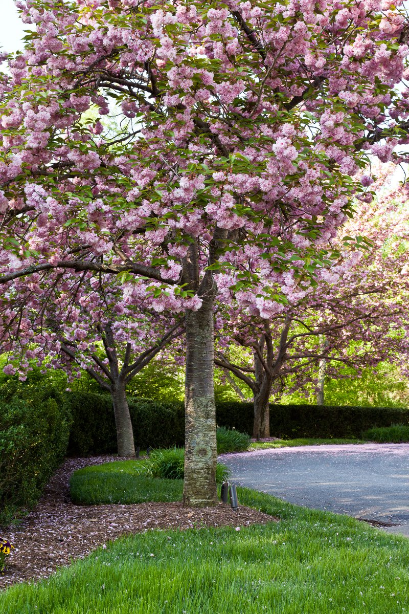 The Best Trees for Northern Virginia Yards Great Falls, VA