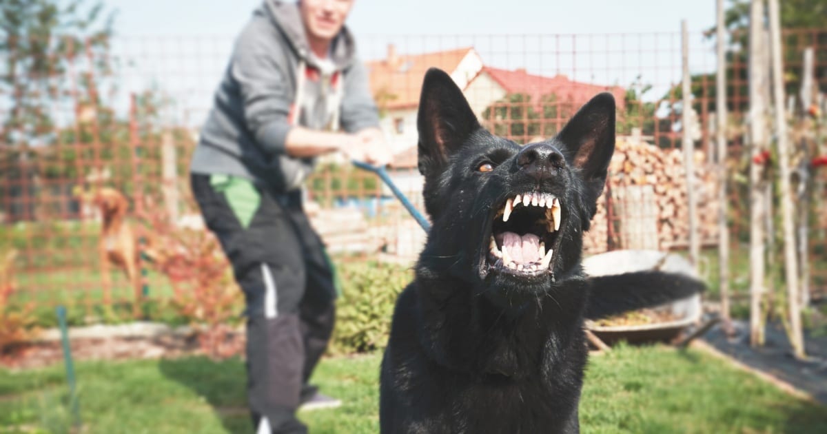 How to Spot Dangerous Dogs & Avoid Dangerous Dog Bites