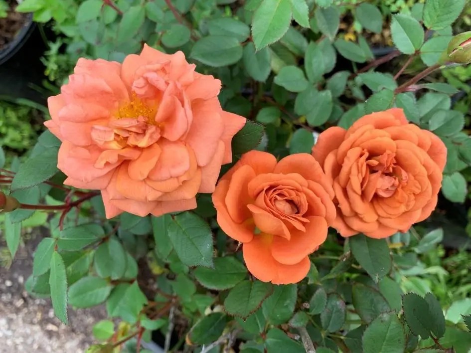 TEDDY BEAR Ross Roses