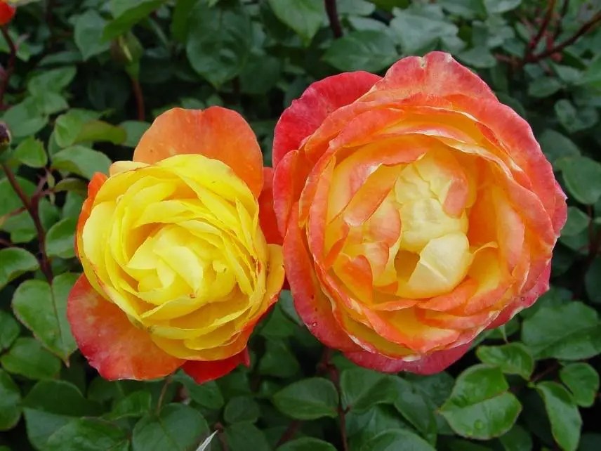 HEART OF GOLD Ross Roses