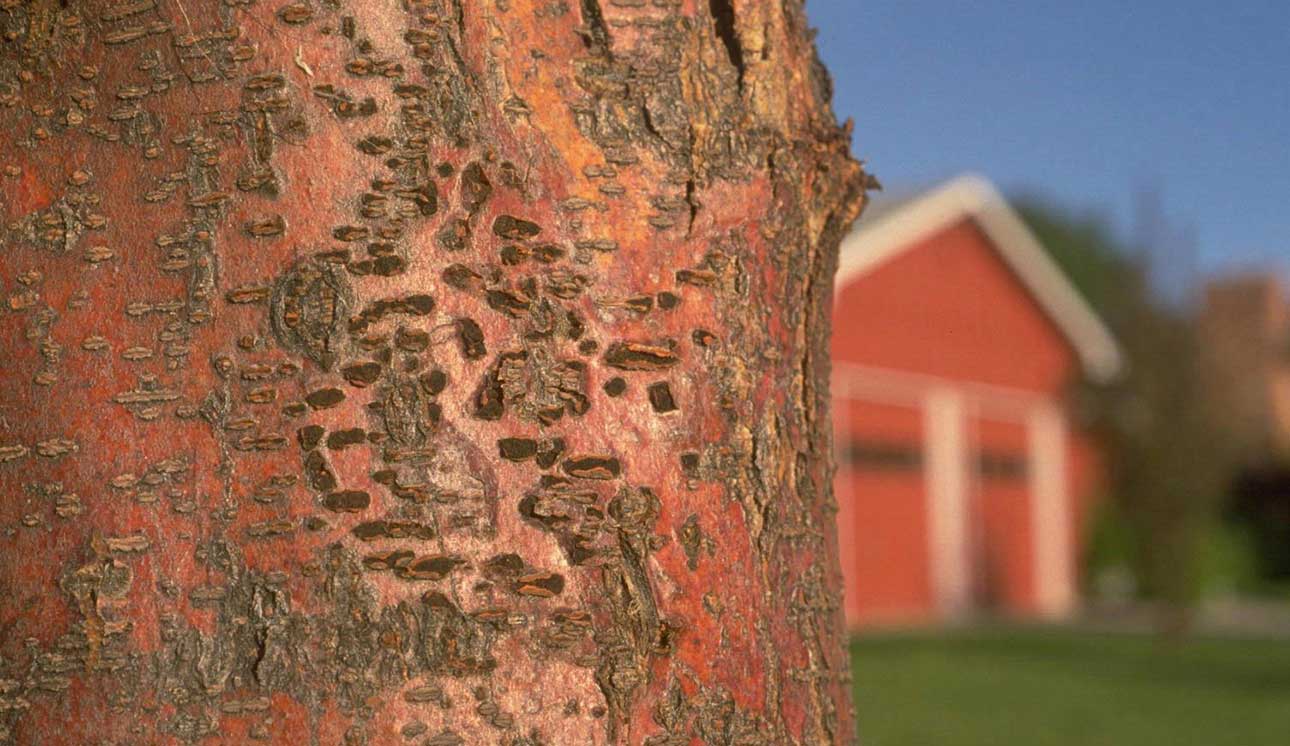 Honeylocust Cankers Tree Health Care Ross Tree Denver