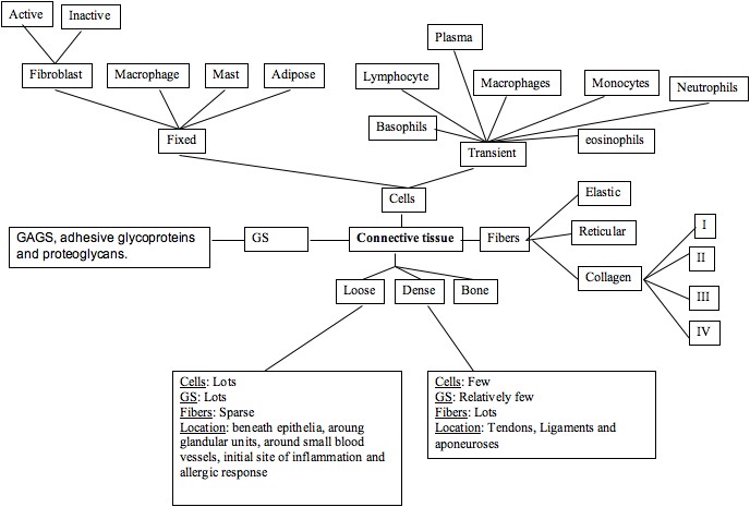Concept Map Connective Tissues rosswiki2008 / Connective Tissue Concept Map