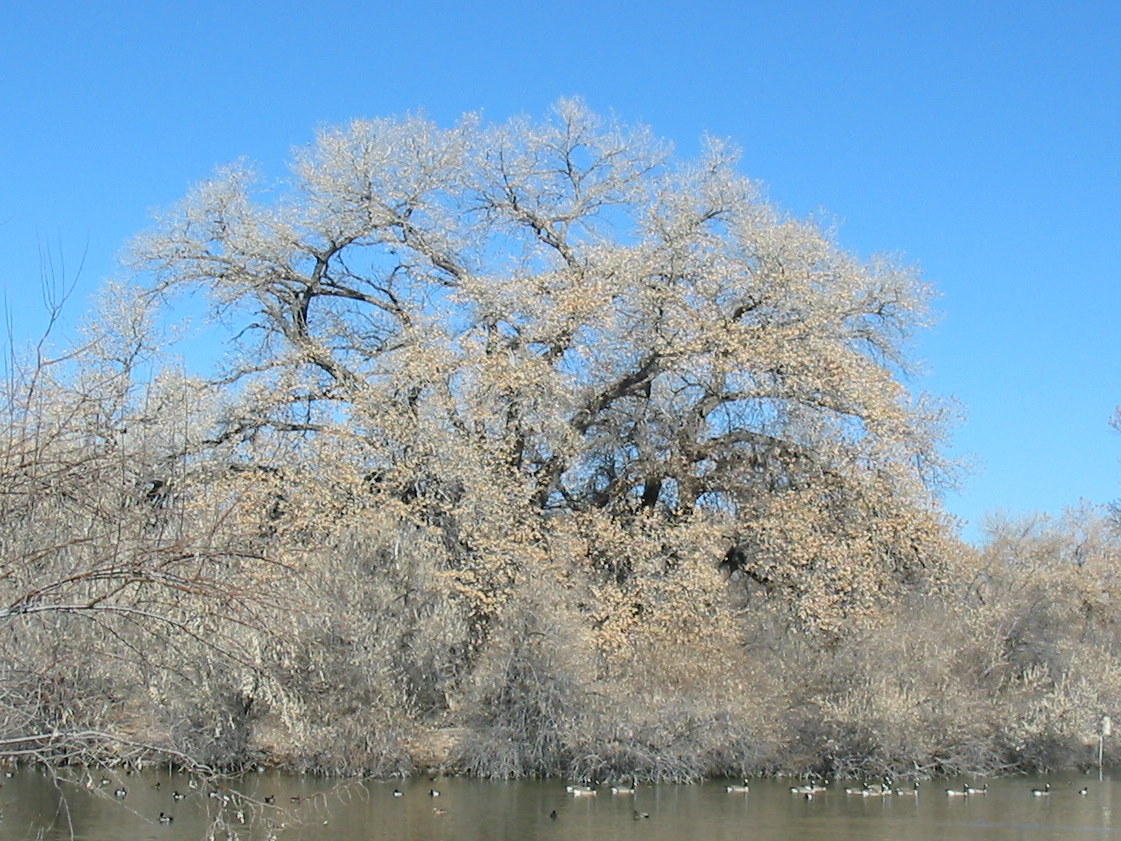 The Story of Fluff, A Cottonwood Seed