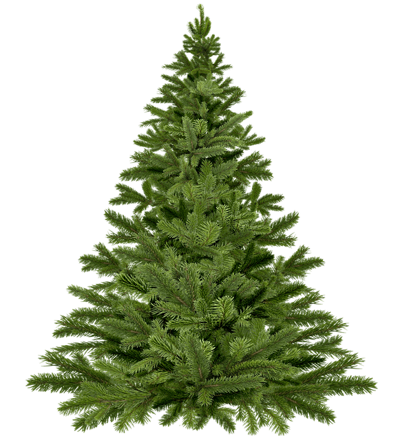 NJROTC Christmas Tree Pickup