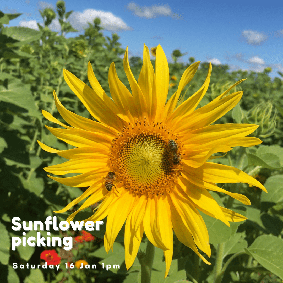Sunflower Picking Sat 16 Jan 2021 from 1pm Roth Family Cherry Orchard