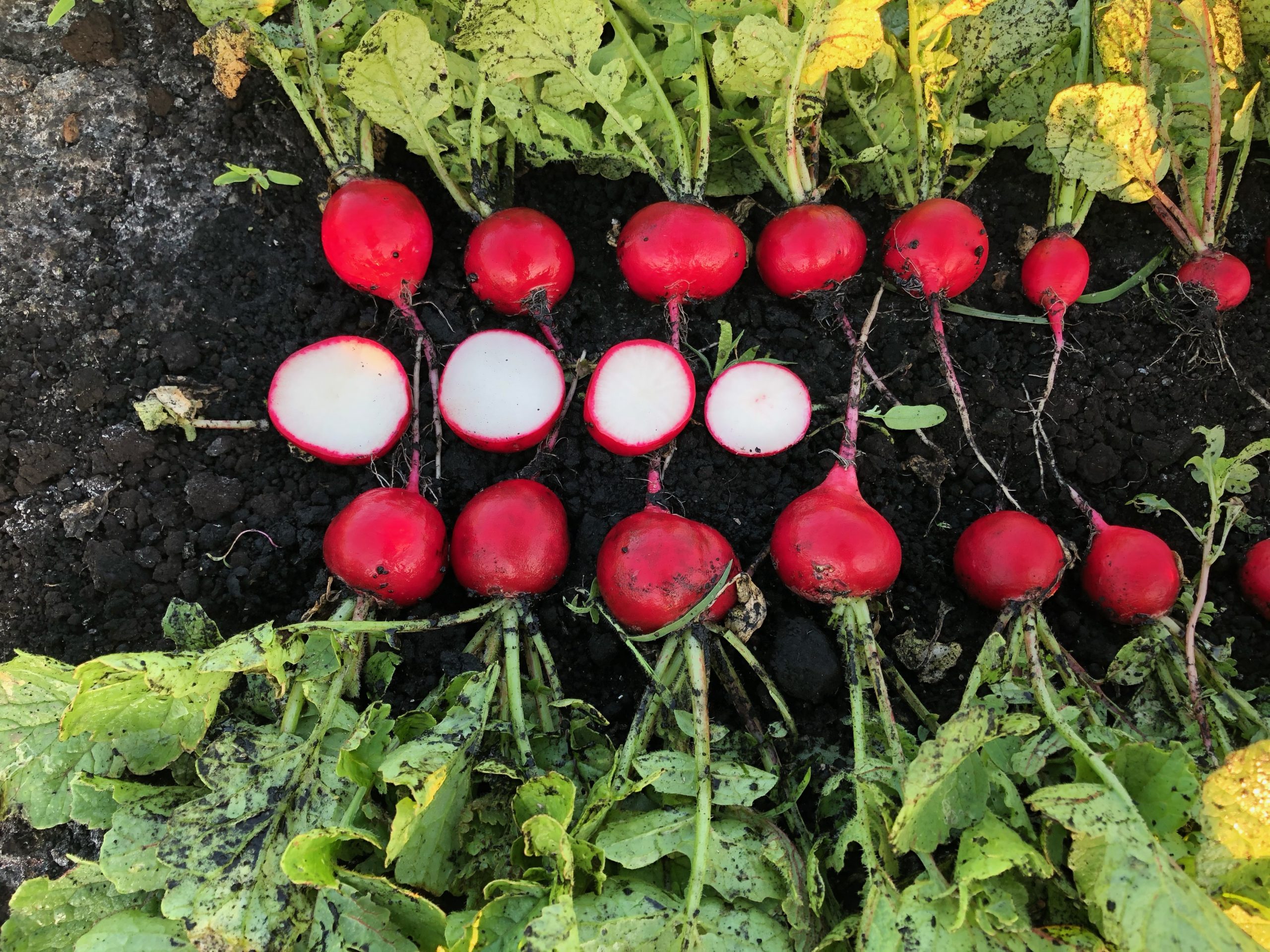 Our Crops Roth Farms