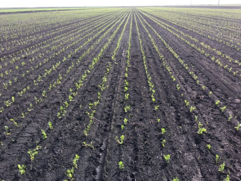 Our Crops Roth Farms