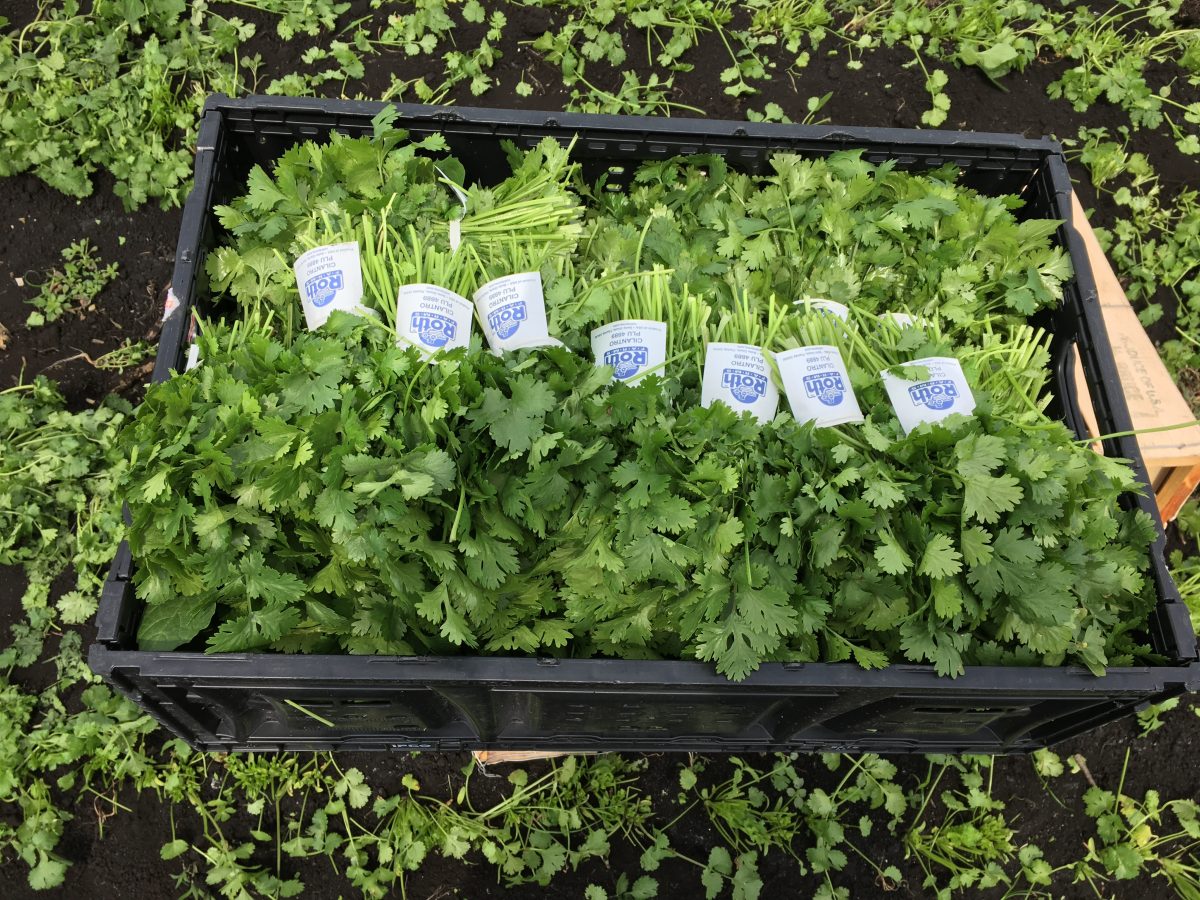 Our Crops Roth Farms