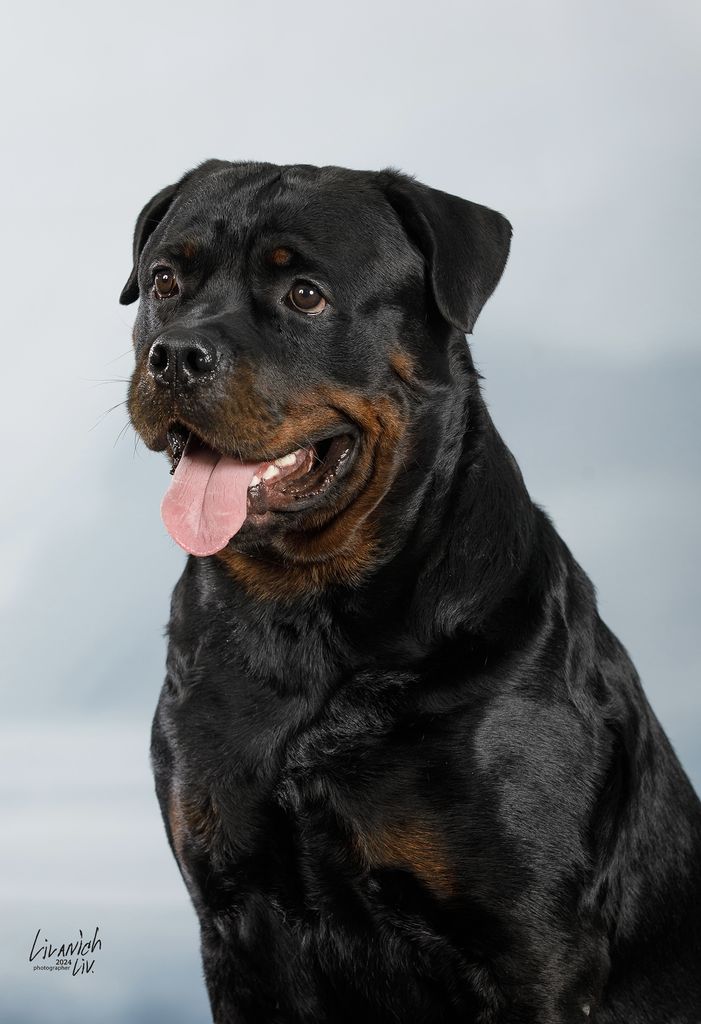 Rottweiler The Breed Archive